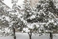 Frost spruce trees in winter park