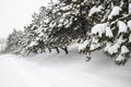 Frost spruce trees in winter par