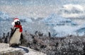 Winter season concept a funny penguin standing on a rock wearing a santa claus hat and scarf while snowing and a family of penguin Royalty Free Stock Photo