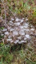 Winter season dew drops on thorny plant picture