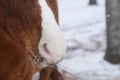 Horse with snow on whiskers closeup of nose Royalty Free Stock Photo