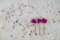 Winter season flower photography image with pink cyclamen blooms laid in snow and sprinkled with small silver color stars