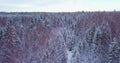 Winter season. Frozen forest, aerial shot. Breathtaking natural landscape, frozen forest with white fog