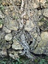 A tangle of roots forms a tree shape against the rocks Royalty Free Stock Photo