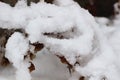 Thick layer of snow lies and on the branches and leaves of plants. Close up