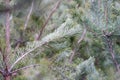 Winter Season Outdoor Holiday Evergreen Christmas Tree Pine Branches Covered With Snow and Falling Snowflakes Royalty Free Stock Photo