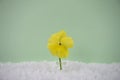 Winter season photography image of yellow pansy flower in small glass jar in snow with light green background Royalty Free Stock Photo