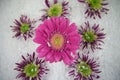 Winter season photography picture of fresh gerbera daisy pink flower and purple green flowers in snow in the background
