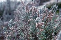 Winter season in scandinavia, frosen plants and grass, horizontal, closeup