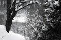 Winter season snowcapped trees in southern france on atlantic coast Royalty Free Stock Photo