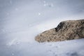 Winter season snowy ground texture glittering in sunlight with isolated rock starring out Royalty Free Stock Photo