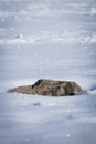 Winter season snowy ground texture glittering in sunlight with isolated rock starring out Royalty Free Stock Photo