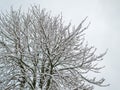 Winter season tree snow blizzard cold freezing Royalty Free Stock Photo