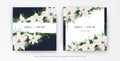 Winter season wedding floral invite, invitation, greeting card editable vector template set. White Poinsettia flowers, Christmas Royalty Free Stock Photo