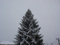 Winter season. Winter scene with snowy fir tree.