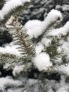 Winter in Serbia, snow and tree