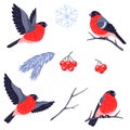 Winter set of birds bullfinches and plants. Merry Christmas and Happy New Year card.