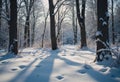 Winter shadows cast by bare trees on a blanket of snow Royalty Free Stock Photo