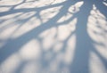 Winter shadows cast by bare trees on a pristine snow surface Royalty Free Stock Photo