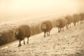 Winter Sheep