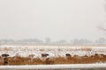 In winter, sheep and sheep graze on the street. In the fields, a flock of sheep among the grass.