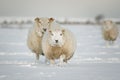 Winter sheep in snow