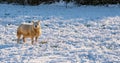 Winter 2019 Sheep in the snow in the Cotswolds Royalty Free Stock Photo