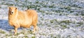 Winter Sheep in the snow Cotswolds near Stroud England United Kingdom Royalty Free Stock Photo