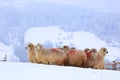 Winter sheep in snow Royalty Free Stock Photo