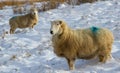 Winter sheep Royalty Free Stock Photo