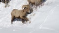 winter shot of a bighorn ram digging in snow and feeding on bushes in yellowstone national park Royalty Free Stock Photo