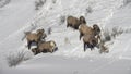 winter shot of a flock of five bighorn rams in yellowstone