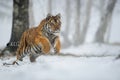 Winter shot of jumping siberian tiger in the snow forest landscape. Panthera tigris altaica Royalty Free Stock Photo