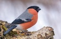 Winter shot of male Eurasian Bullfinch perched on tree stump with clean winter background Royalty Free Stock Photo