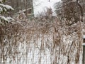 Garden overgrown with reeds Royalty Free Stock Photo