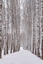 Winter in Siberia. A beautiful view of the snow-covered birch alley in the city park Royalty Free Stock Photo