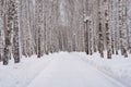 Winter in Siberia. A beautiful view of the snow-covered birch alley in the city park Royalty Free Stock Photo