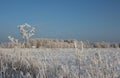 Winter in Siberia nature forest in the snow trees Royalty Free Stock Photo
