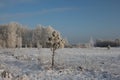 Winter in Siberia nature forest in the snow trees Royalty Free Stock Photo