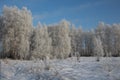 Winter in Siberia nature forest in the snow trees Royalty Free Stock Photo