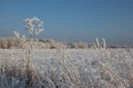 Winter in Siberia nature forest in the snow trees Royalty Free Stock Photo