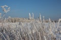 Winter in Siberia nature forest in the snow trees Royalty Free Stock Photo