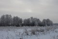 Winter in Siberia nature forest in the snow trees Royalty Free Stock Photo