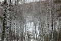 Siberian birch and pine forest in winter