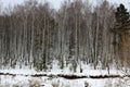 Siberian birch and pine forest in winter