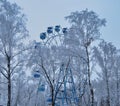 Winter Siberian forest