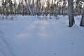 Winter Siberian forest