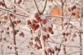 Winter Sibiria Frozen Hoar Frost Fruits Red Apples Tree Snow Branches