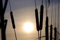 Winter silhouettes of plants cattails against the background of the setting sun winter sky winter period Royalty Free Stock Photo