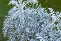 Winter silver leaf with antler like silver leaves